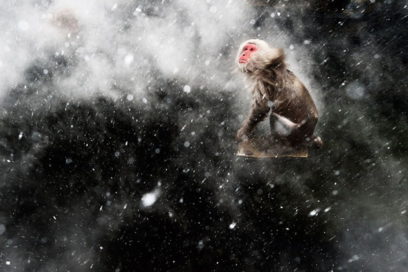 Illustration for article titled The year's best wildlife photography will make you roar